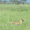 Big five Safaris in Tanzania - Picture Box