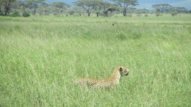 Big five Safaris in Tanzania Picture Box