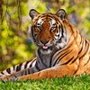 tiger widescreen-1920x1200 - abhishek