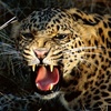 snarling cheetah-1440x900 - abhishek