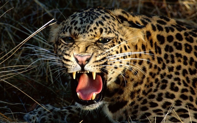 snarling cheetah-1440x900 abhishek