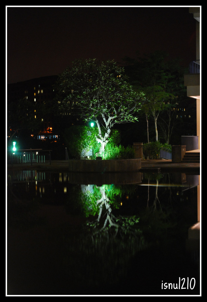 mirror tree - 