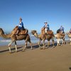 agadir-camels-dromadaires - Picture Box