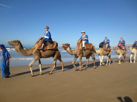 agadir-camels-dromadaires Picture Box