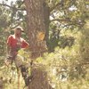 marietta tree cutting services - Picture Box