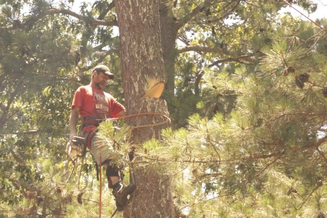 marietta tree cutting services Picture Box