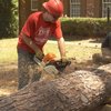 tree removal marietta ga - Picture Box