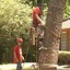 tree service marietta ga - Picture Box