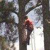 emergency tree removal mari... - Picture Box
