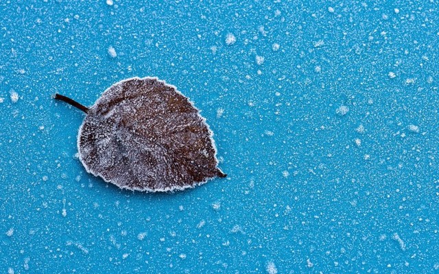 dry-leaf-blue-background-snow-wallpaper-768x480 http://supplementlab.org/lueur-saine/