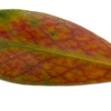 Uf leaf - RAW