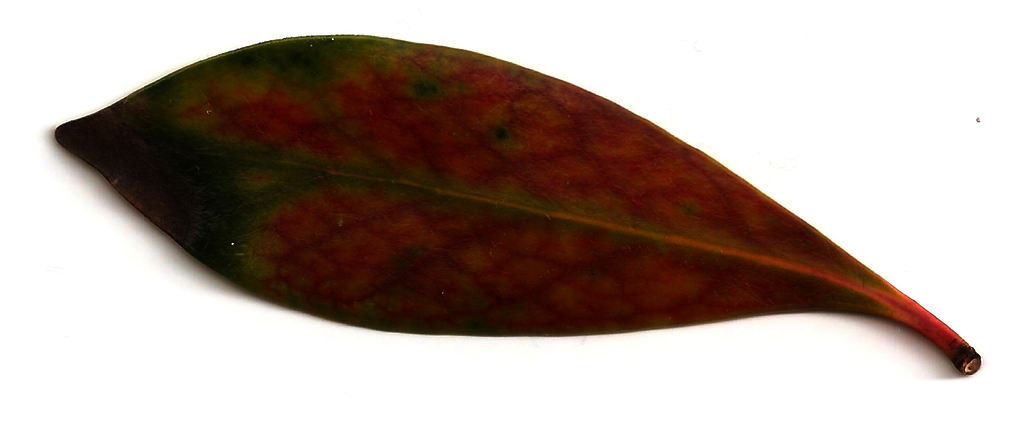 Uf leaf RAW