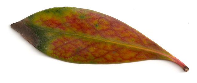 Uf leaf RAW