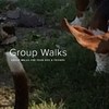 dog walking mississauga - Waddles & Wags Pet Services