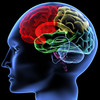 Brain - http://www.usadrugguide