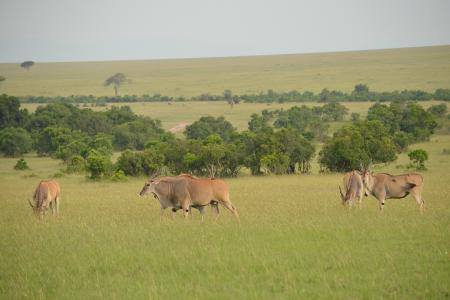 kencher Best Kenya Tours & Safari Packages