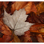 Backyard leaves 01 2016 - Close-Up Photography