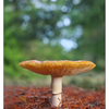 Mushroom at Lazo Park 2016 - Close-Up Photography