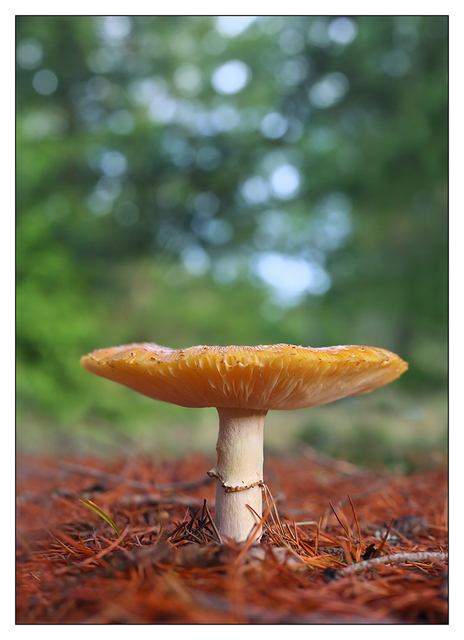 Mushroom at Lazo Park 2016 Close-Up Photography