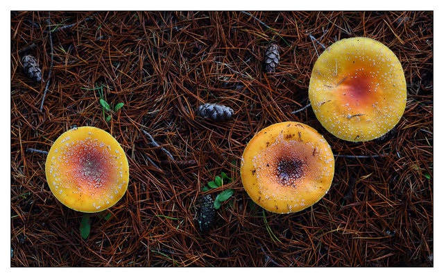 Mushroom at Lazo Park 2016 02 Nature Images