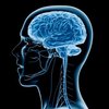 illustration-of-human-brain - http://elevategffacts