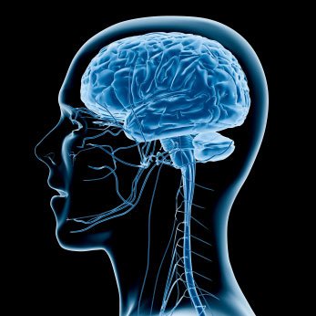 illustration-of-human-brain http://elevategffacts.com/Neurocyclin/