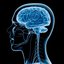illustration-of-human-brain - http://elevategffacts.com/Neurocyclin/