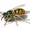 Wasp Nest Removal - Youngs Pest Control