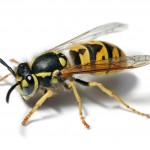 Wasp Nest Removal Youngs Pest Control