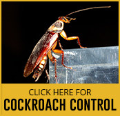 Pest Control Manchester Youngs Pest Control
