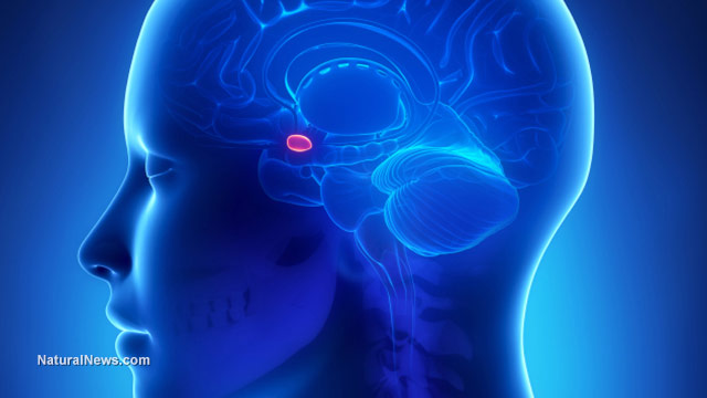 Amygdalae-Brain-Computer-Model Picture Box