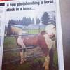 Funny Cow Pictures - Picture Box