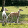 spook en doedle - balingehofforum