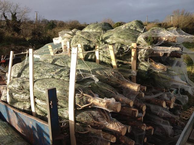 Christmas trees Tallaght Christmas Tree Sales