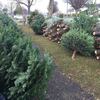 real Christmas trees - Christmas Tree Sales