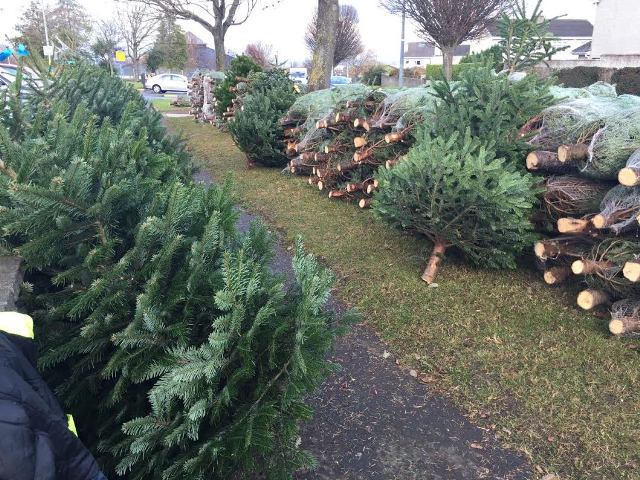 real Christmas trees Christmas Tree Sales