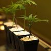 clones for sale - Denver Clone Store