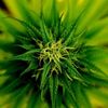 medical cannabis - Denver Clone Store