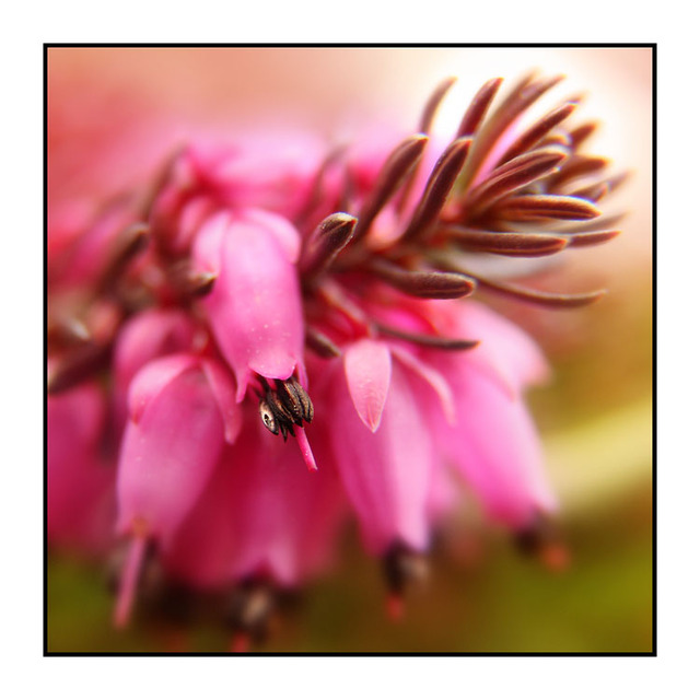 Purple Flower Close-Up Photography