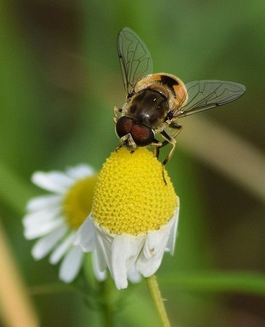 Vraag 5 - BuzzyBeeForum Eindejaarsquiz 2016