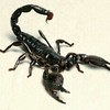 elevated-view-of-a-scorpion... - Picture Box