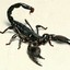 elevated-view-of-a-scorpion... - Picture Box