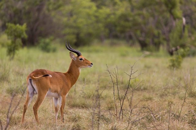 Kenya Safari Tour Picture Box