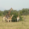 Wonderful Safari Tour in Kenya - Picture Box