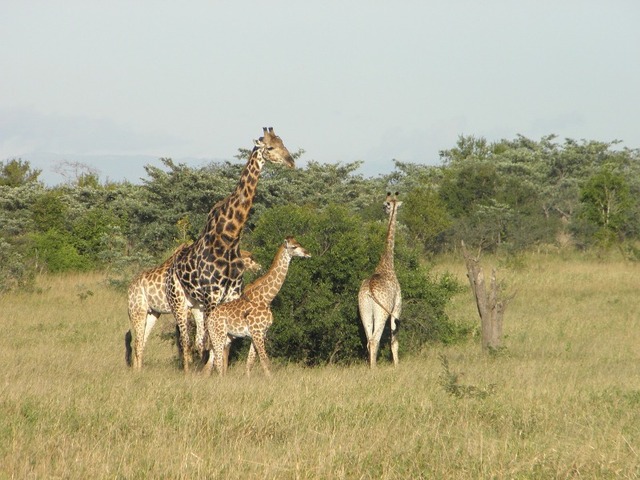 Wonderful Safari Tour in Kenya Picture Box