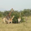 Wonderful Safari Tour in Kenya - Picture Box