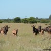 Kenya Budget Tours - Picture Box