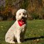 australian labradoodle for ... - Picture Box