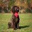 australian labradoodle pupp... - Picture Box