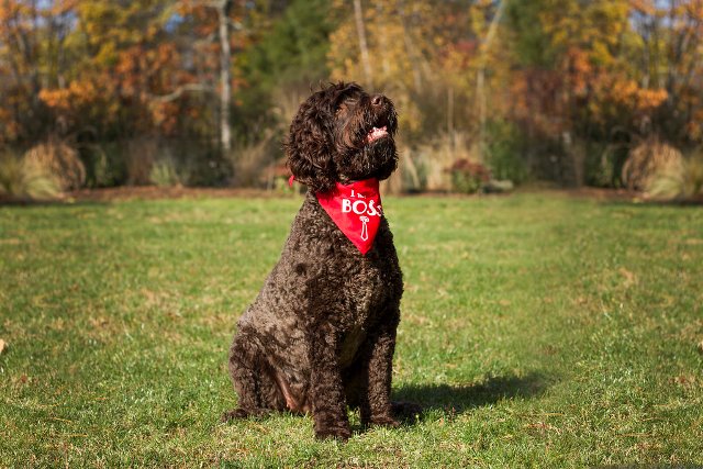 australian labradoodle for sale Picture Box